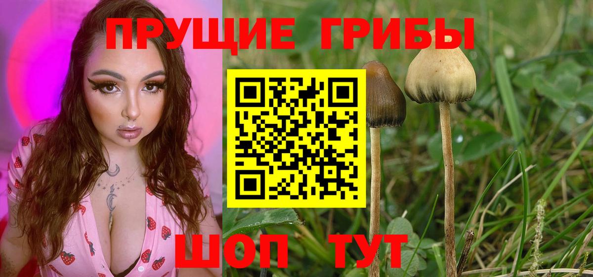 Галлюциногенные грибы Psilocybe Железноводск